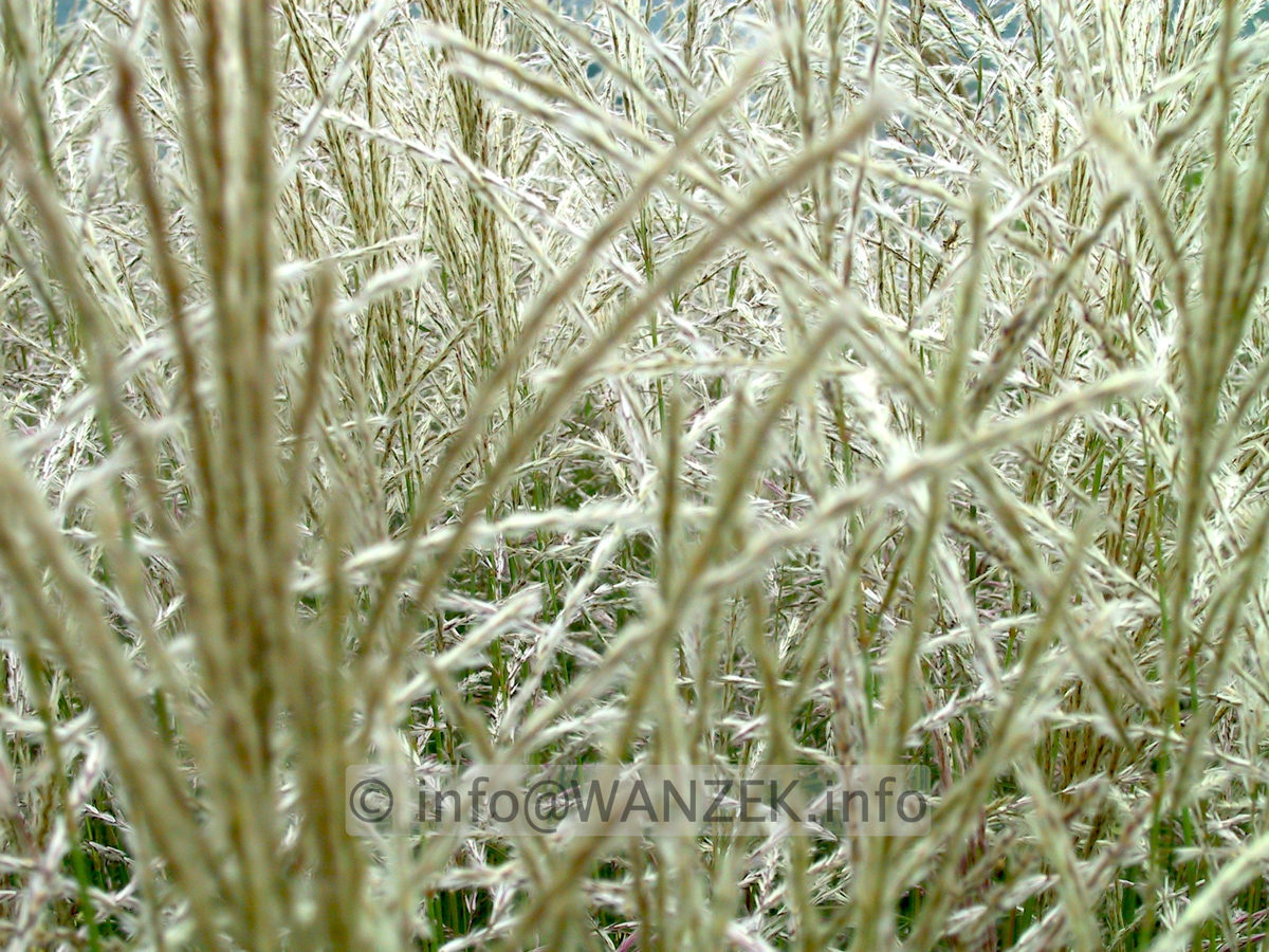 Miscanthus Blueten-1.JPG